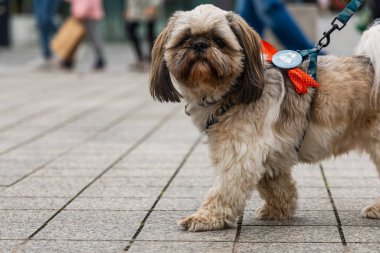 Wroclaw, Polonya - Eylül 2022: Yüzlerce havlayan ve gülümseyen köpekle şehir merkezinde köpek geçidi