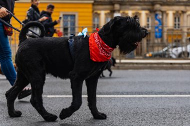 Wroclaw, Polonya - Eylül 2022: Yüzlerce havlayan ve gülümseyen köpekle şehir merkezinde köpek geçidi