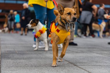 Wroclaw, Polonya - Eylül 2022: Yüzlerce havlayan ve gülümseyen köpekle şehir merkezinde köpek geçidi