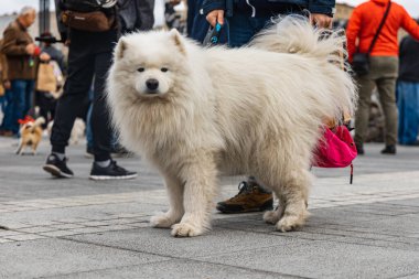 Wroclaw, Polonya - Eylül 2022: Yüzlerce havlayan ve gülümseyen köpekle şehir merkezinde köpek geçidi