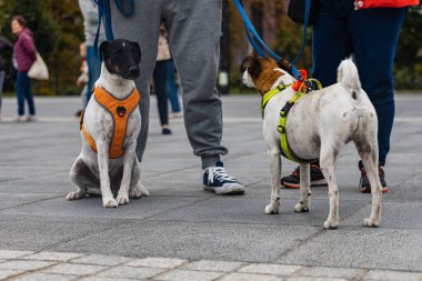 Wroclaw, Polonya - Eylül 2022: Yüzlerce havlayan ve gülümseyen köpekle şehir merkezinde köpek geçidi