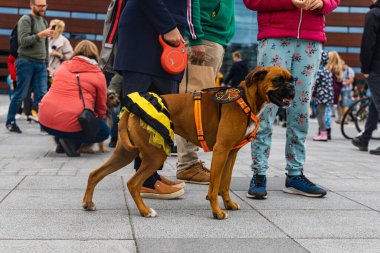 Wroclaw, Polonya - Eylül 2022: Yüzlerce havlayan ve gülümseyen köpekle şehir merkezinde köpek geçidi