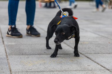 Wroclaw, Polonya - Eylül 2022: Yüzlerce havlayan ve gülümseyen köpekle şehir merkezinde köpek geçidi