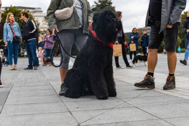 Wroclaw, Polonya - Eylül 2022: Yüzlerce havlayan ve gülümseyen köpekle şehir merkezinde köpek geçidi