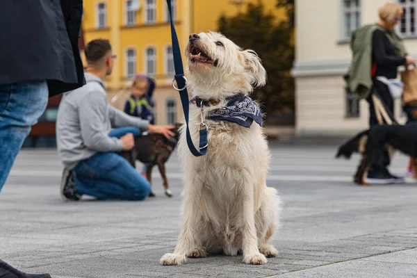 Wroclaw, Polonya - Eylül 2022: Yüzlerce havlayan ve gülümseyen köpekle şehir merkezinde köpek geçidi