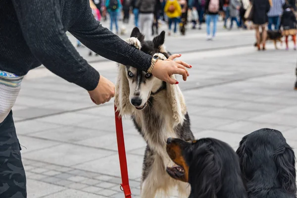 Wroclaw Polen September 2022 Hundparad Centrum Med Hundratals Skällande Och — Stockfoto