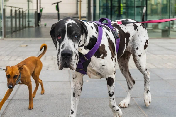 Wroclaw Polonya Eylül 2022 Yüzlerce Havlayan Gülümseyen Köpekle Şehir Merkezinde — Stok fotoğraf