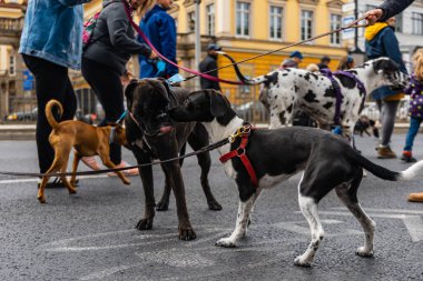Wroclaw, Polonya - Eylül 2022: Yüzlerce havlayan ve gülümseyen köpekle şehir merkezinde köpek geçidi