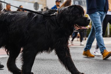 Wroclaw, Polonya - Eylül 2022: Yüzlerce havlayan ve gülümseyen köpekle şehir merkezinde köpek geçidi