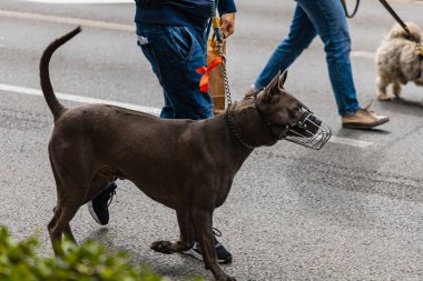Wroclaw, Polonya - Eylül 2022: Yüzlerce havlayan ve gülümseyen köpekle şehir merkezinde köpek geçidi