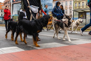 Wroclaw, Polonya - Eylül 2022: Yüzlerce havlayan ve gülümseyen köpekle şehir merkezinde köpek geçidi