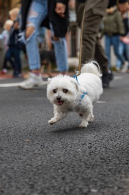 Wroclaw, Polonya - Eylül 2022: Yüzlerce havlayan ve gülümseyen köpekle şehir merkezinde köpek geçidi