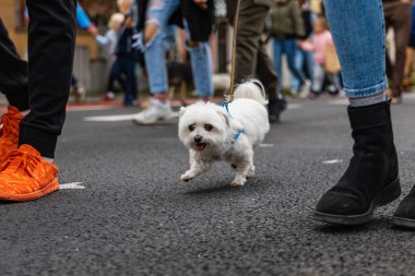 Wroclaw, Polonya - Eylül 2022: Yüzlerce havlayan ve gülümseyen köpekle şehir merkezinde köpek geçidi