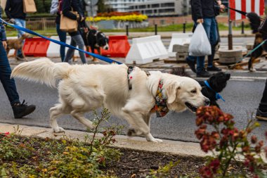 Wroclaw, Polonya - Eylül 2022: Yüzlerce havlayan ve gülümseyen köpekle şehir merkezinde köpek geçidi