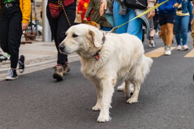 Wroclaw, Polonya - Eylül 2022: Yüzlerce havlayan ve gülümseyen köpekle şehir merkezinde köpek geçidi