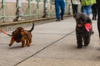 Wroclaw, Polonya - Eylül 2022: Yüzlerce havlayan ve gülümseyen köpekle şehir merkezinde köpek geçidi