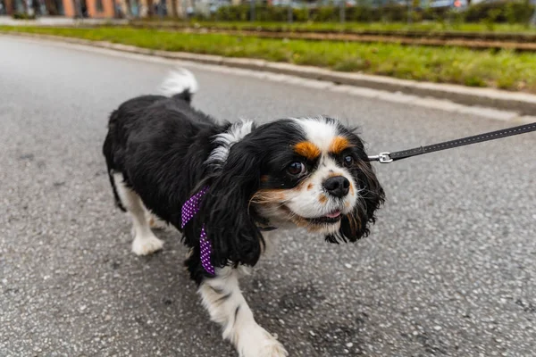 ポーランドのヴロツワフ 2022年9月 何百匹もの吠えると笑顔の犬を持つ市内中心部の犬パレード — ストック写真