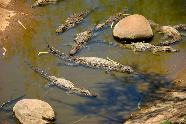 Mehrere kleine Krokodile — Stockfoto