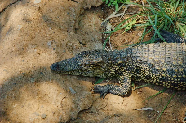 Kleines Krokodil über dem Stein — Stockfoto