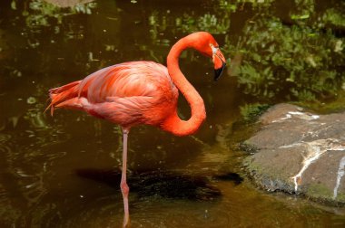 Karayip flamingo, Güney Afrika