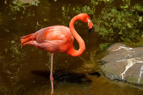 Carribean flamingo, South Africa — Stock Photo, Image