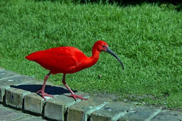 Scarlet ibis i fåglar av eden, Sydafrika — Stockfoto