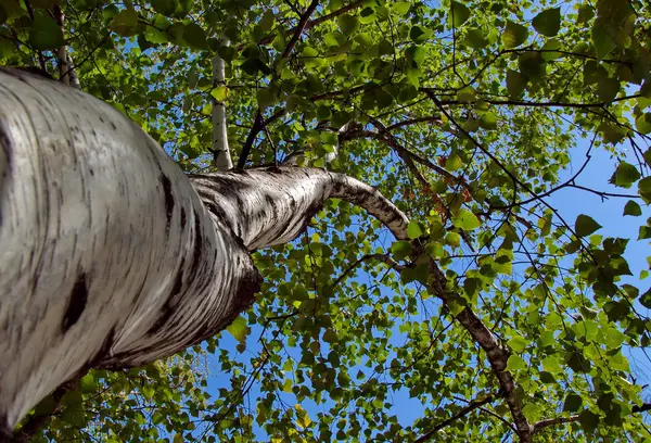 High birch at sunlight — Stock Photo, Image