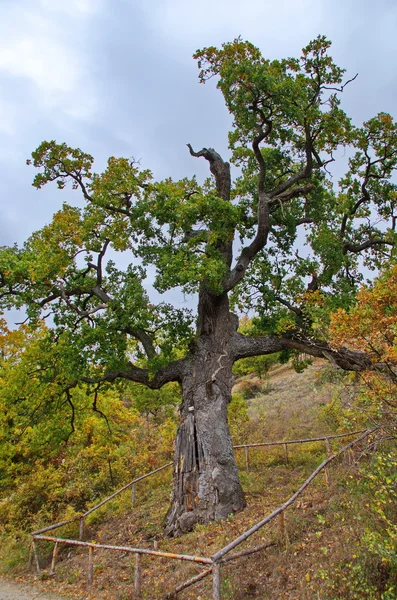 Velmi starý dub - přírodní památka — Stock fotografie