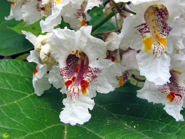 Indischer Bohnenbaum — Stockfoto