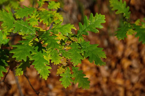 Sunlight in autumn forest. — Stock Photo, Image