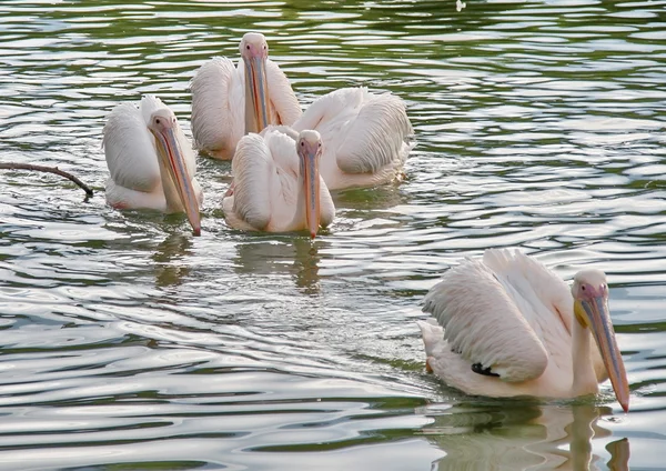 White pelicans in a pond with one leader — Stock Photo, Image