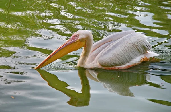 Pellicano bianco in uno stagno — Foto Stock