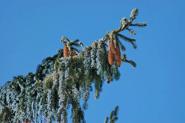 Pine-tree with cone — Stock Photo, Image