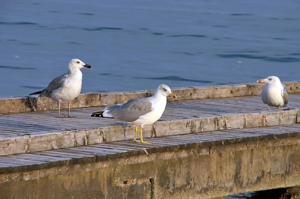 Seagulls, Lido di Jesolo, Adriatic sea, Italy