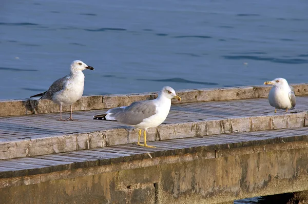 Rackové, lido di jesolo, Jaderské moře, Itálie — Stock fotografie