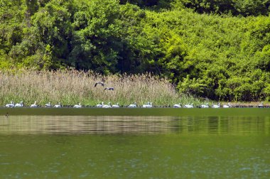 Kerkini göl kuşlar yaşam