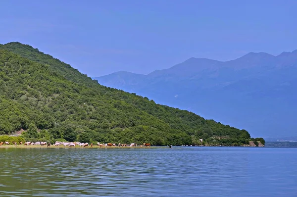 Jezero Kerkini. stádo krav. — Stock fotografie