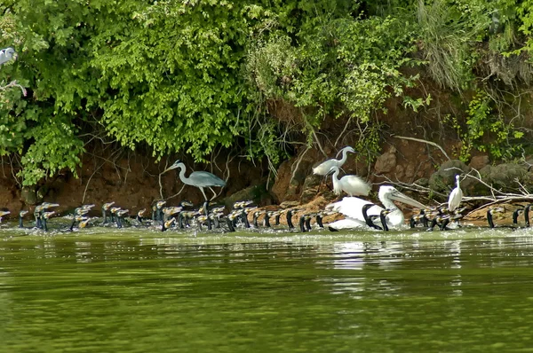 Kerkini lago uccelli vita — Foto Stock