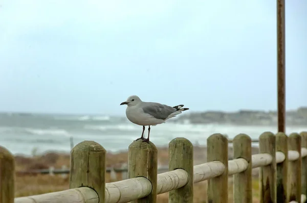 海鸥在海滩木栅栏, — 图库照片