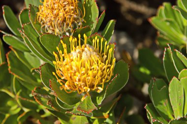 Protea, sugarbushes
