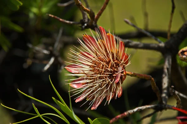 Protea, sugarbushes — Zdjęcie stockowe