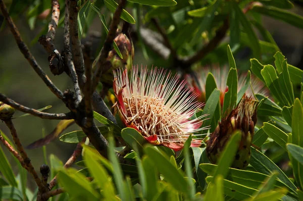 Protea, Zuckerbüsche — Stockfoto