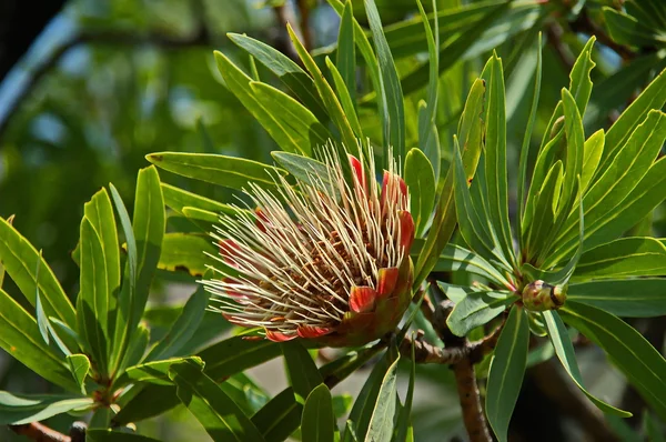 Protea, Zuckerbüsche — Stockfoto