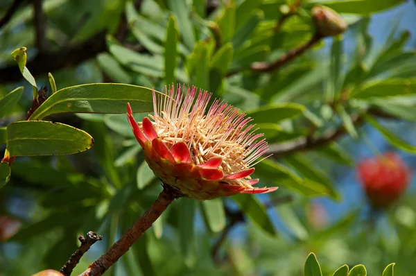 Protea, Zuckerbüsche — Stockfoto