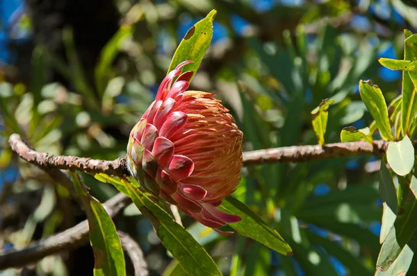 Protea, Zuckerbüsche — Stockfoto