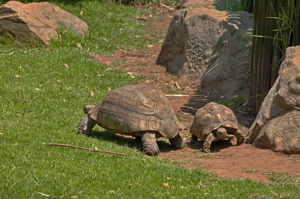 Zwei Schildkröten überschlagen — Stockfoto