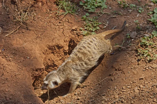 Meerkat eller suricate gräva ett hål i jorden — Stockfoto