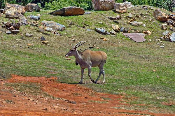 Антилопа в Йоганнесбурзі зоопарк — стокове фото