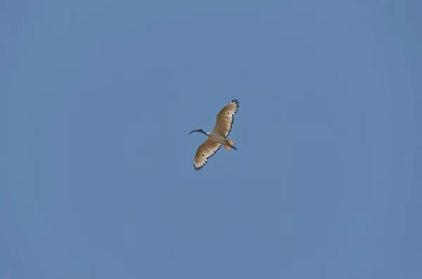 Cormorano in volo di cielo azzurro — Foto Stock