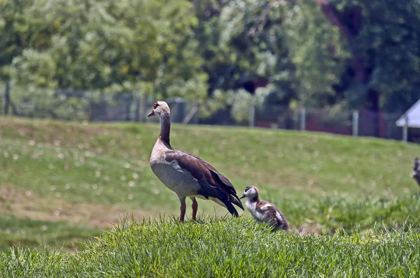 Oca con piccolo gosling a erba — Foto Stock